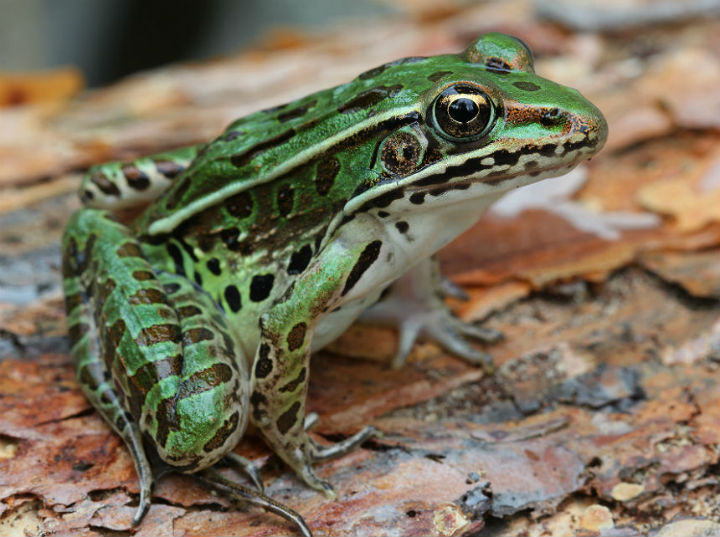 Northern Leopard Frog